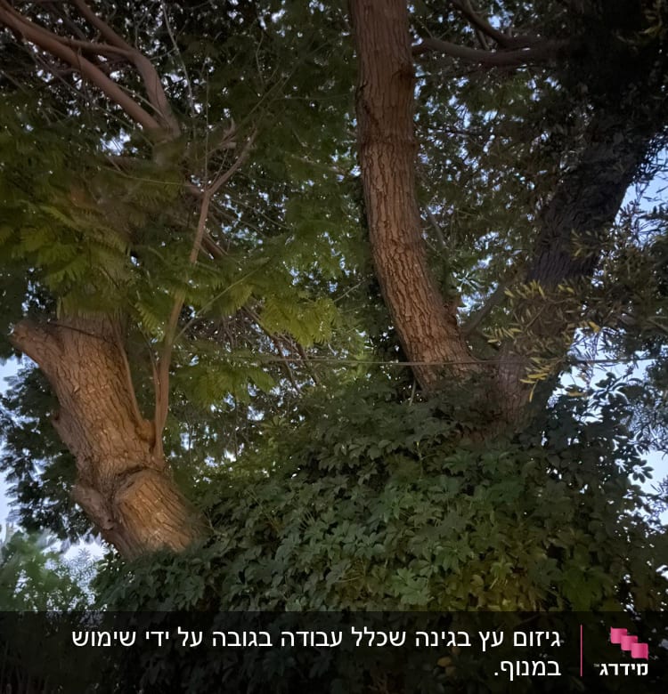 עץ עם ענפים ועלים צפופים, מתאים לגיזום